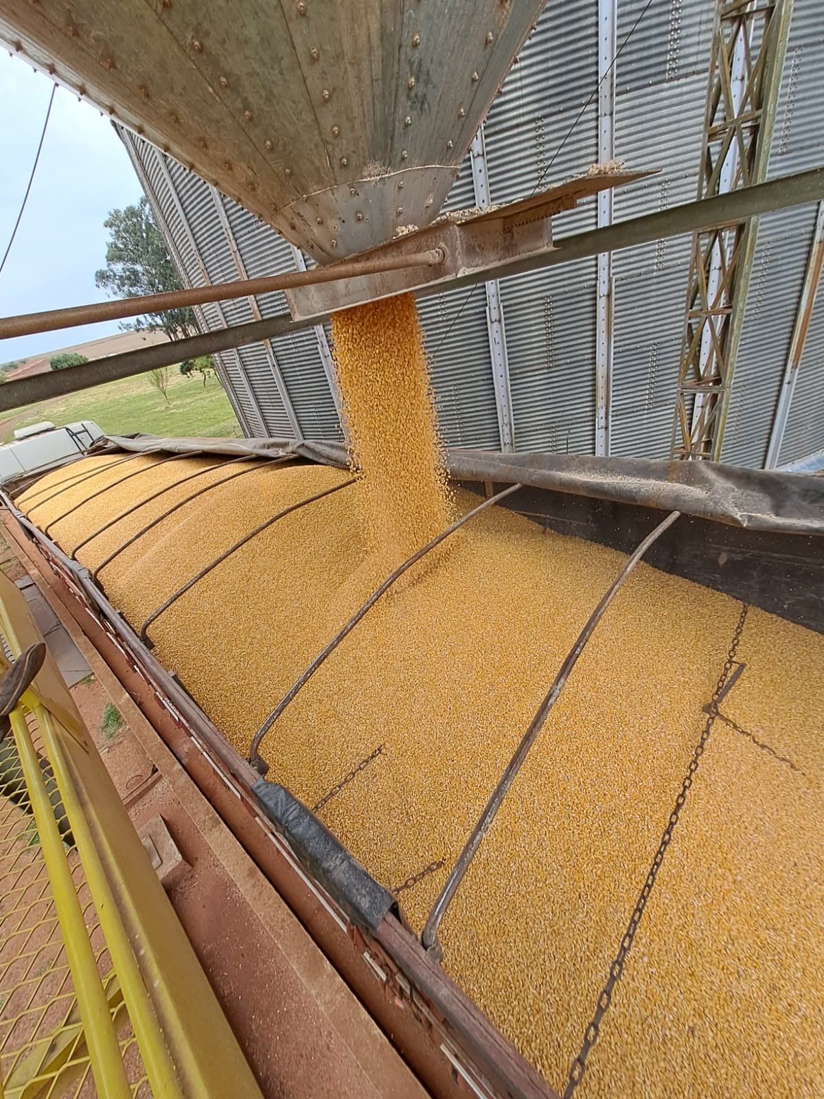 Carregamento de milho direto do silo