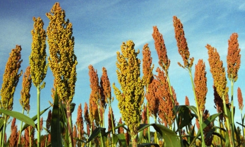 Sorgo